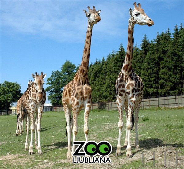 Ali veste, da je vzorec na koži za vsako žirafo edinstven, kot prstni odtis pri človeku? (foto: Fotografija www.zoo-ljubljana.si)