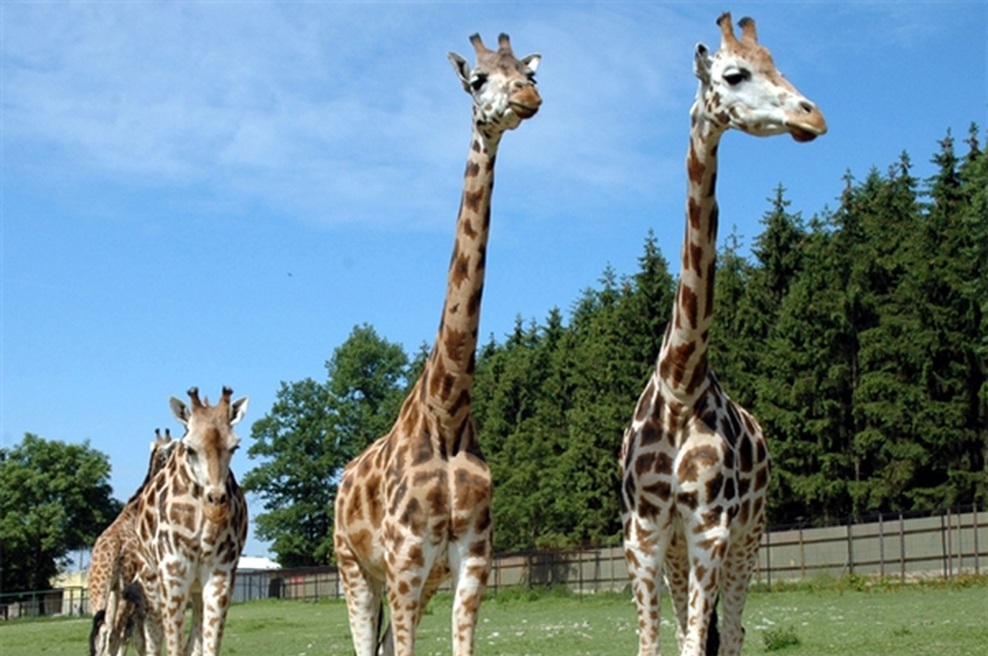 Ali veste, da je vzorec na koži za vsako žirafo edinstven, kot prstni odtis pri človeku? (foto: Fotografija www.zoo-ljubljana.si)