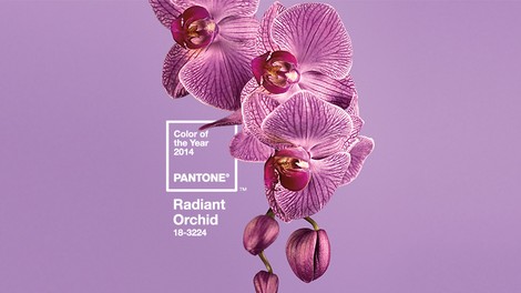 Sijoča orhideja, barva leta 2014