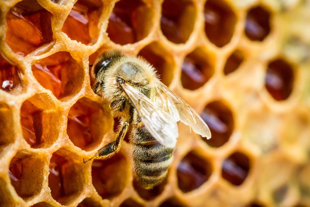 Ob dnevu prihodnosti bodo postavili 4 učne čebelnjake (poznate pomen čebel za našo prihodnost?) - Foto: PROMO, SHUTTERSTOCK