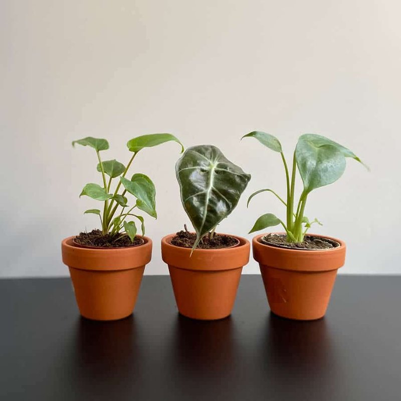 To so zelene in sobne rastline, ki najbolj pripomorejo k poživitvi, sprostitvi in vsesplošnemu boljšemu počutju (foto: Sanjski šopek)