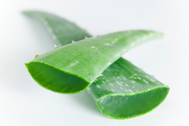 Sok aloe vere je gosta tekočina iz listov rastline aloe vere. Vmešamo ga lahko v smoothije, juhe in sokove, lahko …