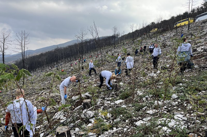Na Krasu sadilo več kot 1300 prostovoljcev (foto: Katja Dolenc)