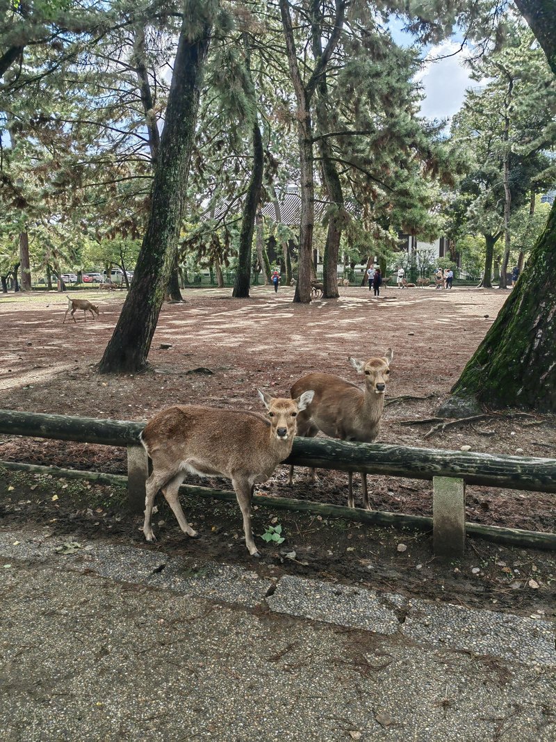 ELLE potuje: to mesto na Japonskem vas bo navdušilo (2.del)