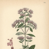 Stari Grki so trdili, da je to najbolj zdravilna rastlina na svetu: ščiti pred rakom, skrbi za zdravo prebavo in krepi imunski sistem