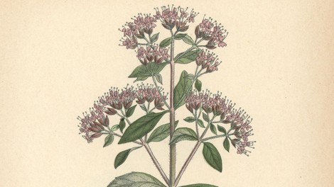 Stari Grki so trdili, da je to najbolj zdravilna rastlina na svetu: ščiti pred rakom, skrbi za zdravo prebavo in krepi imunski sistem