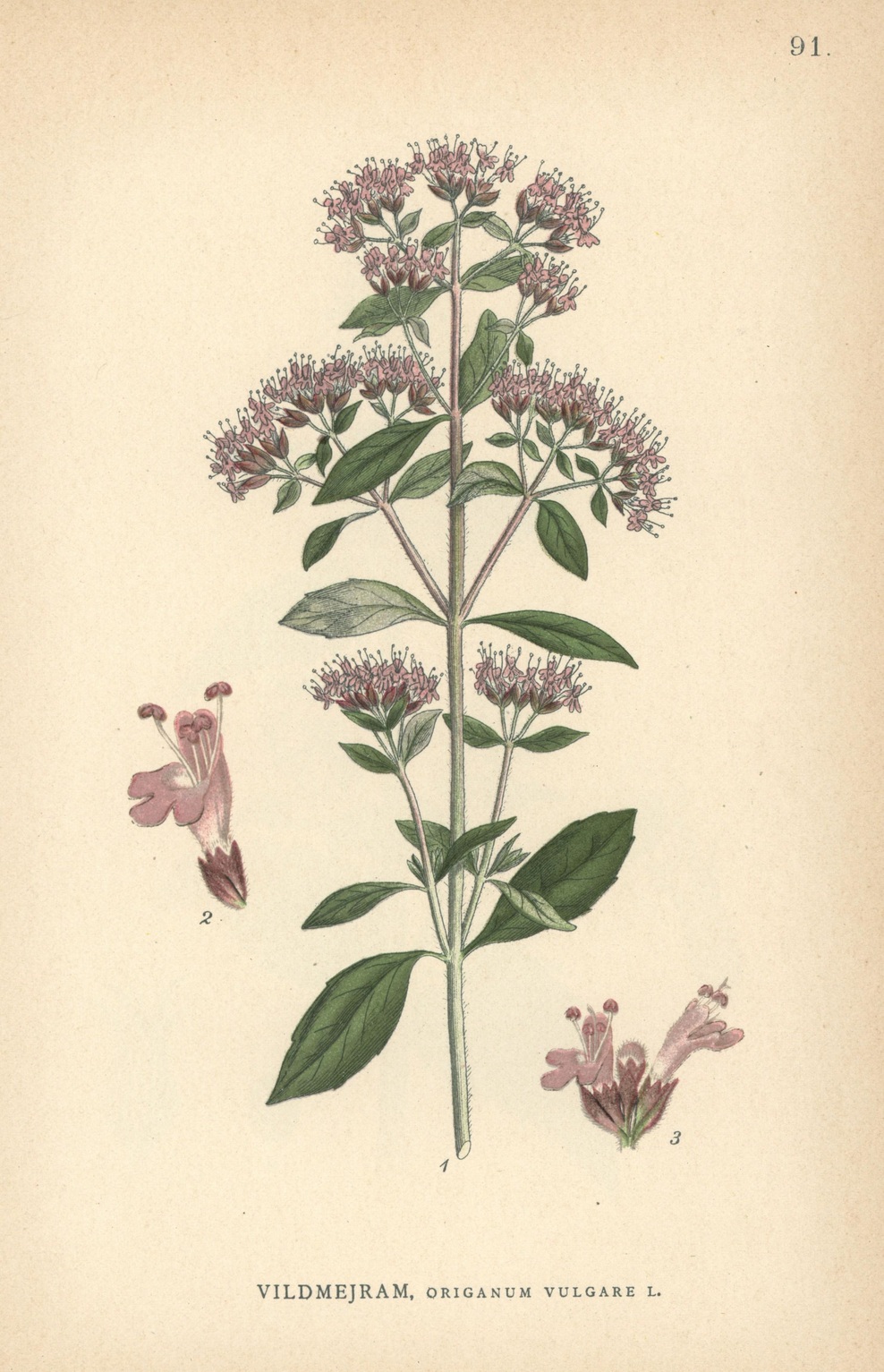 Stari Grki so trdili, da je to najbolj zdravilna rastlina na svetu: ščiti pred rakom, skrbi za zdravo prebavo in krepi imunski sistem (foto: Profimedia)