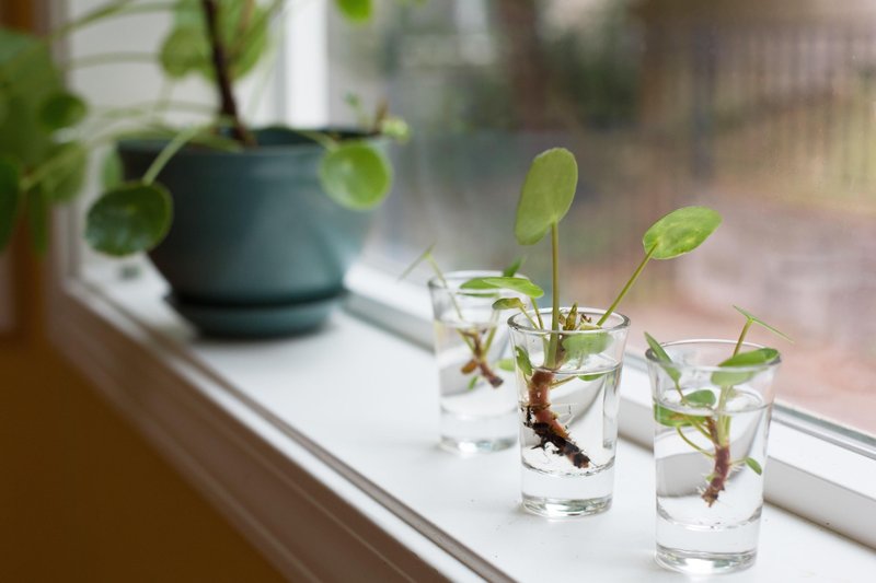 Pilea Peperomiodes