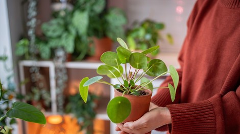 Pilea Peperomiodes