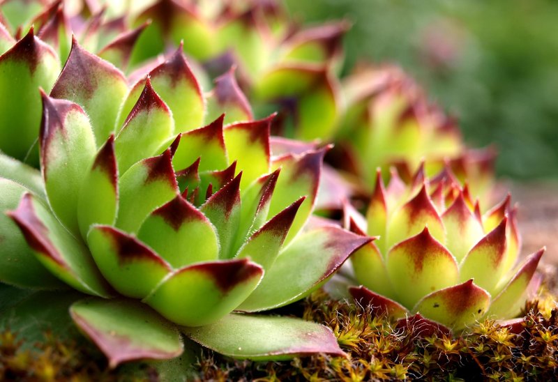 netresk, Sempervivum tectorum