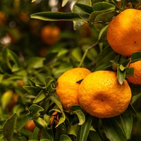 Zdravniki opozarjajo, da mandarine niso za vsakogar: ta 2 organa sta še posebej na udaru
