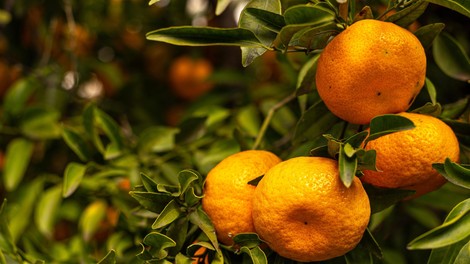 Zdravniki opozarjajo, da mandarine niso za vsakogar: ta 2 organa sta še posebej na udaru