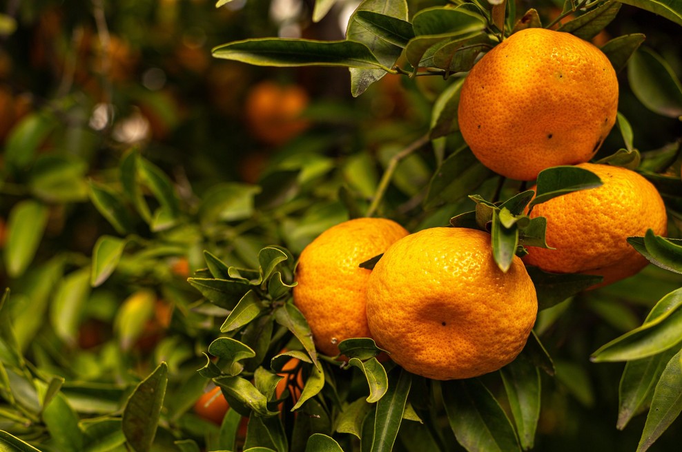 Zdravniki opozarjajo, da mandarine niso za vsakogar: ta 2 organa sta še posebej na udaru (foto: Profimedia)