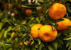 Zdravniki opozarjajo, da mandarine niso za vsakogar: ta 2 organa sta še posebej na udaru