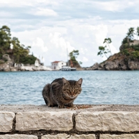 S samotnega otoka odstranili 131 potepuških mačk: kar je sledilo, je osupnilo celo znanstvenike