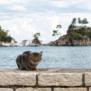 mačka, otok, morje