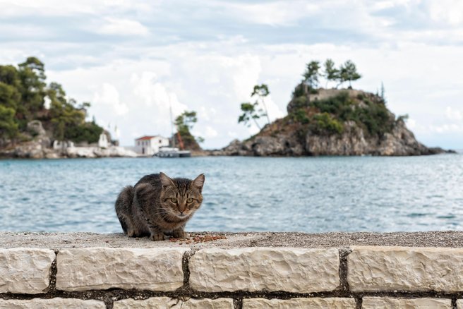 mačka, otok, morje