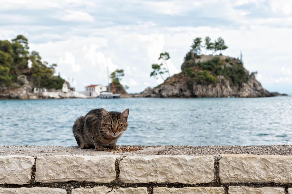 S samotnega otoka odstranili 131 potepuških mačk: kar je sledilo, je osupnilo celo znanstvenike (foto: Profimedia)