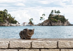 S samotnega otoka odstranili 131 potepuških mačk: kar je sledilo, je osupnilo celo znanstvenike