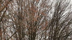 Bojan Cvjetićanin obcestni plakat kampanja Ikona