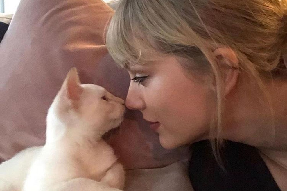 Kaj pomeni, če vas mačka liže na določenem delu telesa? (foto: Profimedia)