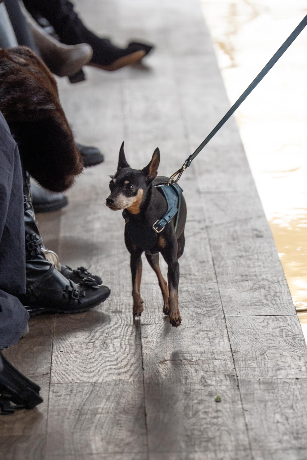 BAURDELLE Dog Acessories with PAPER DOLLS COLLECTION & URBAN DIAMONDS Jewelry