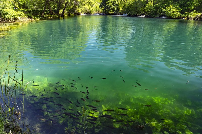 Še znanstveniki so osupli: v reki Krki na Hrvaškem po 130 letih odkrili nekaj izjemnega
