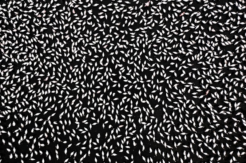 Osupljiv prizor flamingov jemlje dih: na stotine jih je ustvarilo pravo umetnino narave