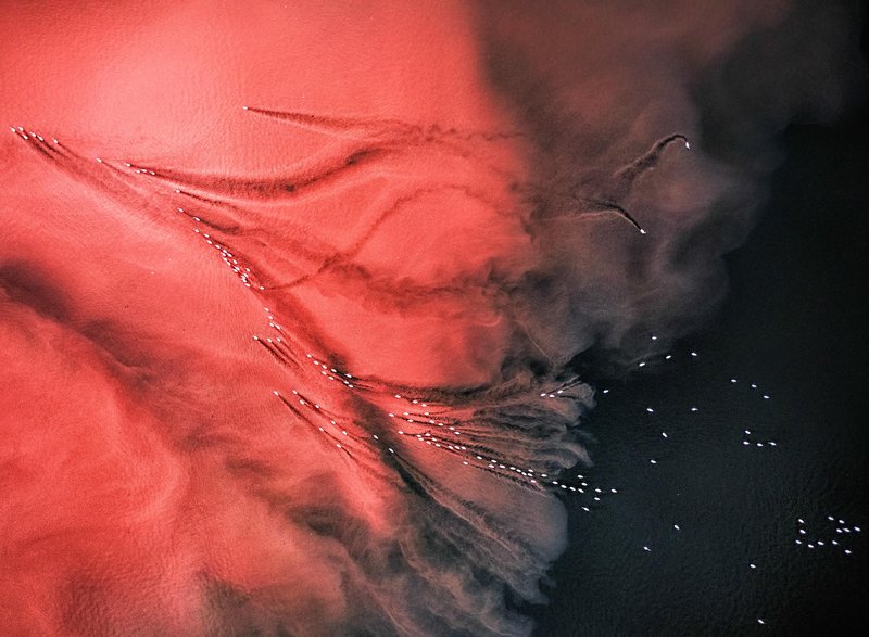 Osupljiv prizor flamingov jemlje dih: na stotine jih je ustvarilo pravo umetnino narave