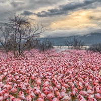 Osupljiv prizor flamingov jemlje dih: na stotine jih je ustvarilo pravo umetnino narave