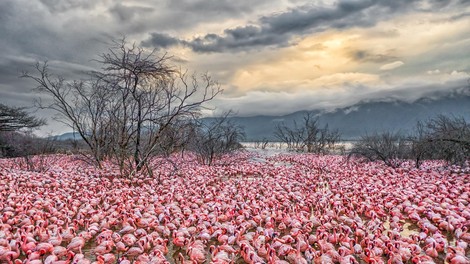 Osupljiv prizor flamingov jemlje dih: na stotine jih je ustvarilo pravo umetnino narave