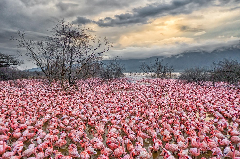 Osupljiv prizor flamingov jemlje dih: na stotine jih je ustvarilo pravo umetnino narave (foto: Profimedia)