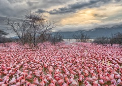 Osupljiv prizor flamingov jemlje dih: na stotine jih je ustvarilo pravo umetnino narave