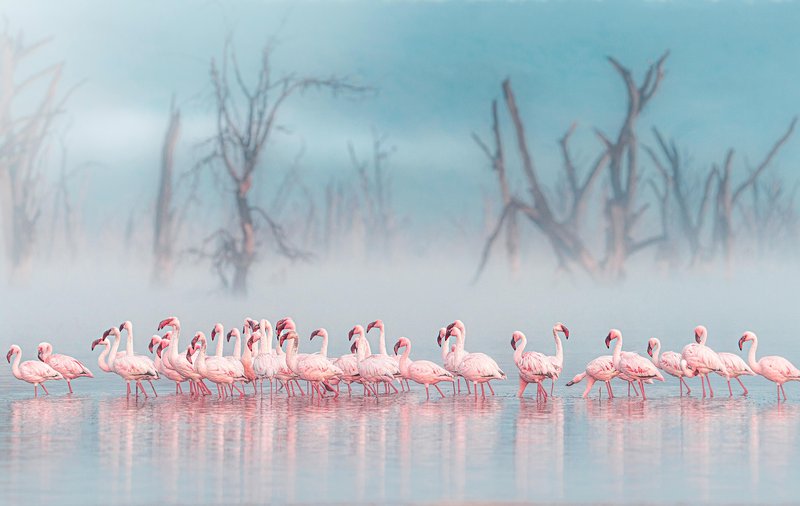 Osupljiv prizor flamingov jemlje dih: na stotine jih je ustvarilo pravo umetnino narave