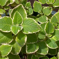 Odganja komarje in omamno diši po vsem dvorišču: najbolj uporabna rastina, ki bi jo moral imeti vsak dom