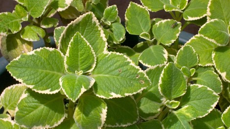 Coleus amboinicus
