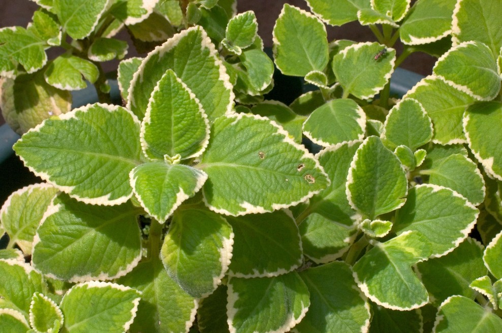 Odganja komarje in omamno diši po vsem dvorišču: najbolj uporabna rastina, ki bi jo moral imeti vsak dom (foto: Profimedia)