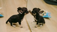 
                                                         khloe kardashian Fabletics šport moda push up nedrček modrček