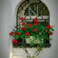 Tako pravilno prezimite pelargonije, da bodo spomladi cvetele kot nore