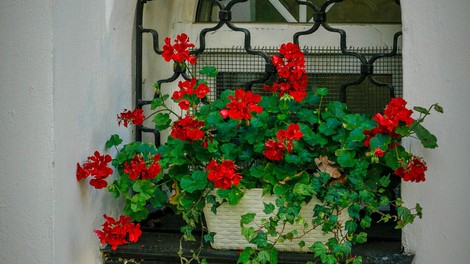 pelargonije, zima