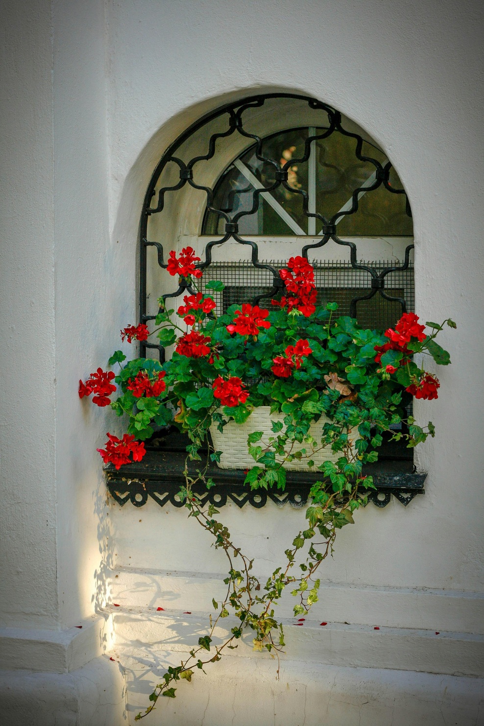 Tako pravilno prezimite pelargonije, da bodo spomladi cvetele kot nore (foto: Unsplash)