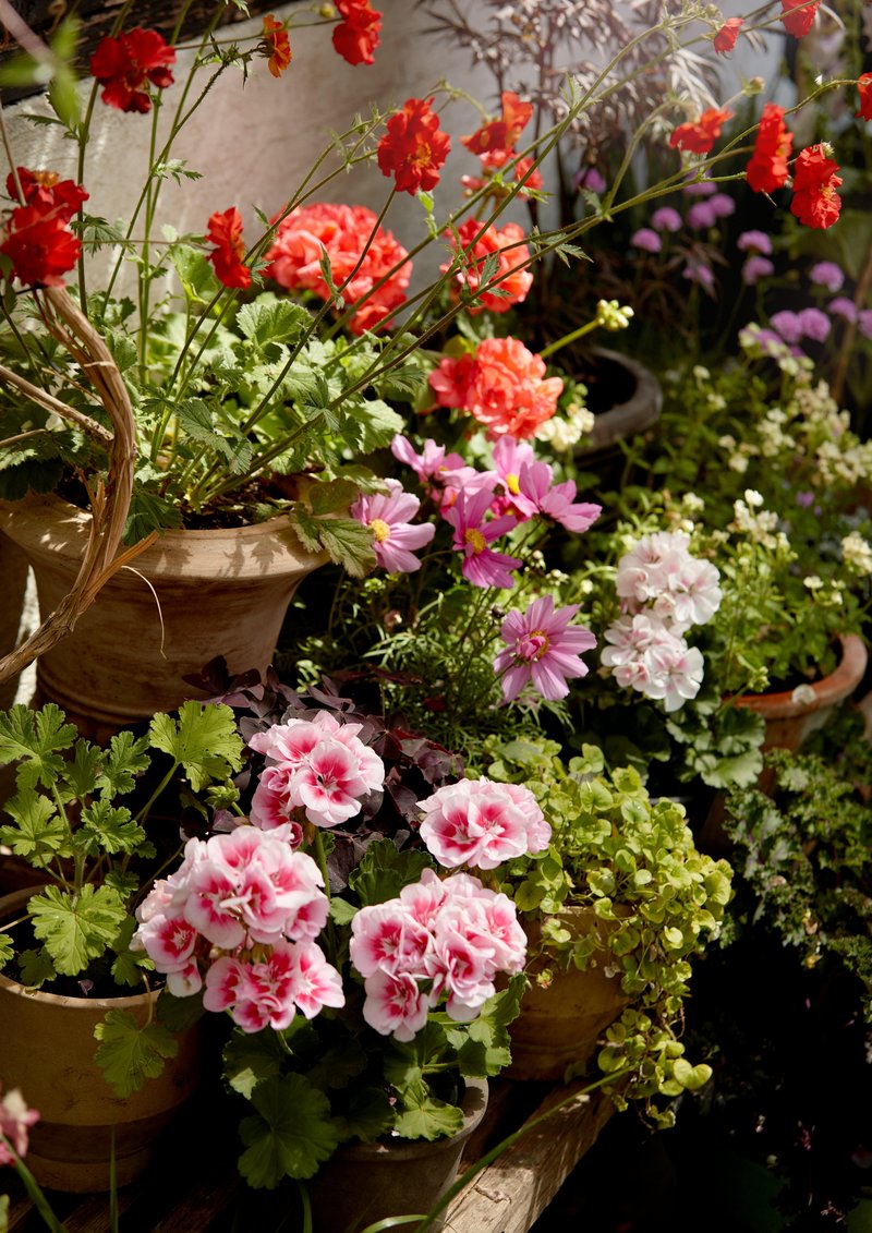 Tako pravilno prezimite pelargonije, da bodo spomladi cvetele kot nore